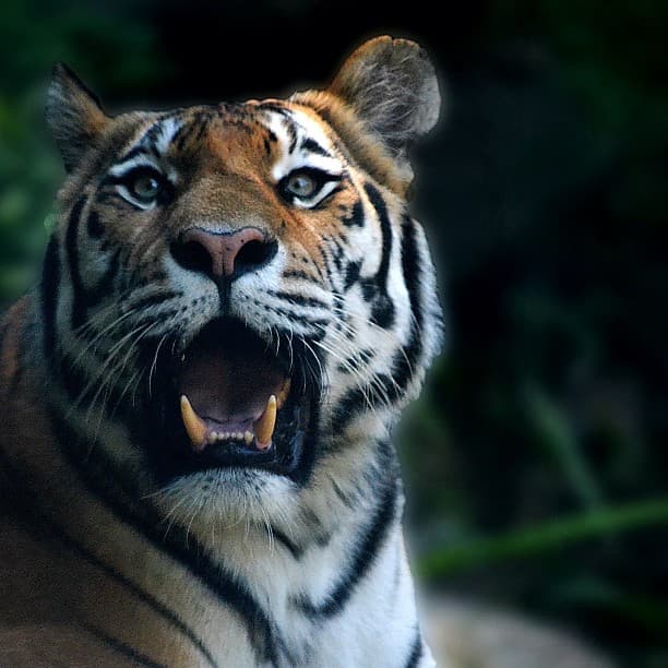 Tiger smiling for the camera